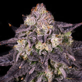 Purple Mountain Majesty Seeds